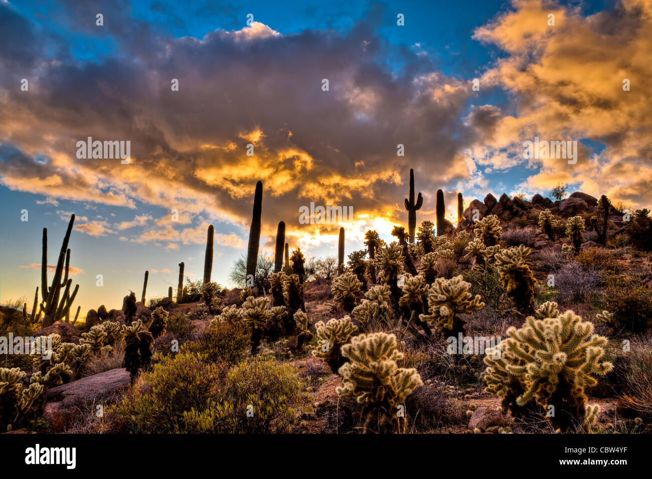 Sonnenuntergang gesetzt Tonto National Forest mit Saguaro & Teddy Bear Cholla Cactus. 'Kaktus Hill' Stockfoto