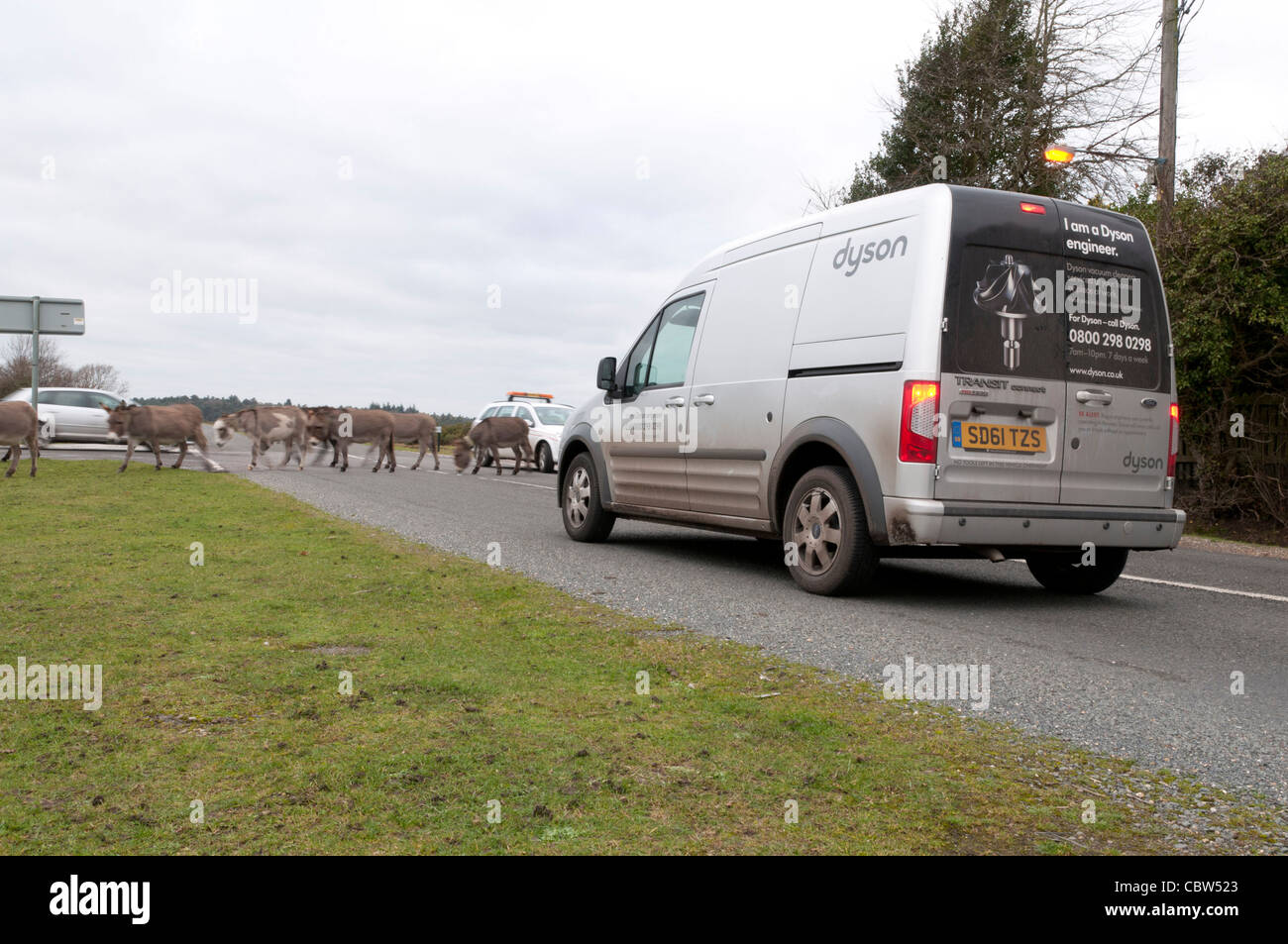 Gruppe von Eseln verursachen Verkehrsbehinderung in New Forest Stockfoto