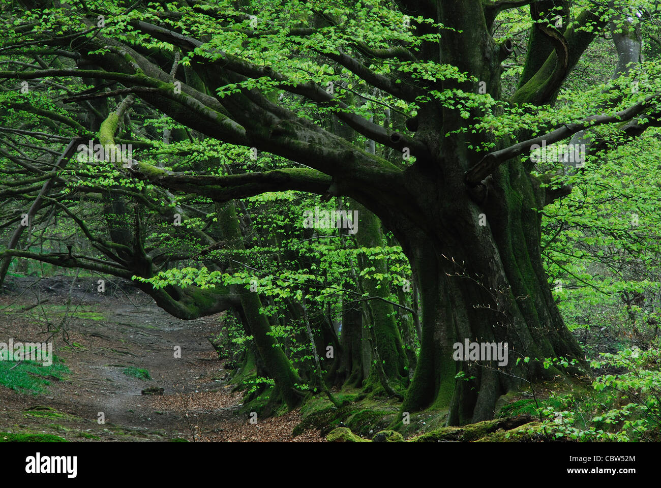 Eine Reihe von Buche Bäume im Frühling auf Lewesdon Hügel Dorset UK Stockfoto