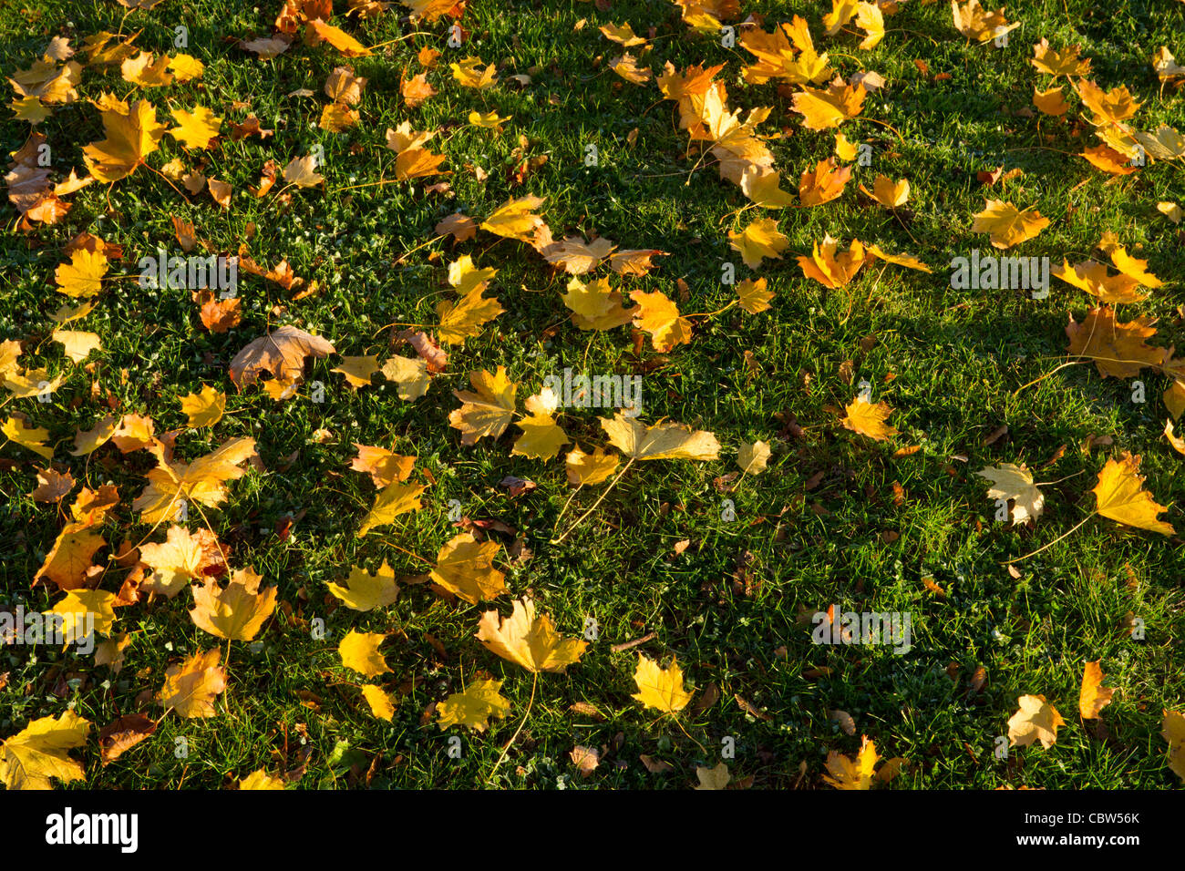 Herbst. Am frühen Morgen Sonnenlicht auf Blätter, die auf den Boden von einem Norwegen Ahorn, England, Großbritannien Stockfoto