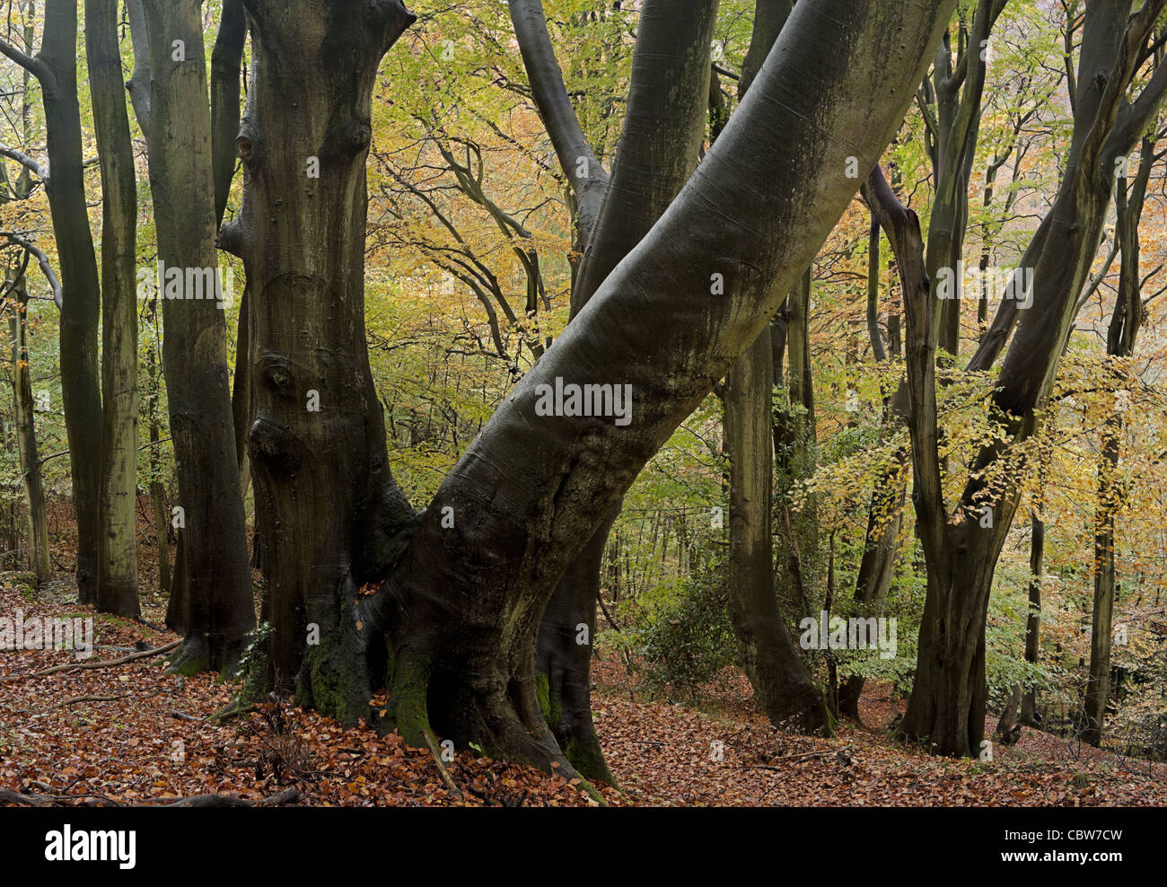 Buche Wälder im Herbst, des Arbeiters Holz, Stroud Stockfoto