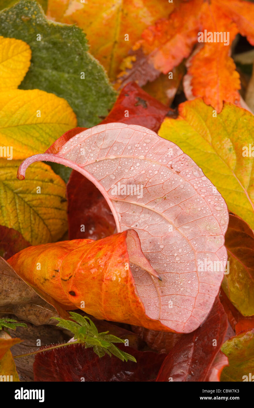 Gekräuselte Herbst Hartriegel Blatt Stockfoto