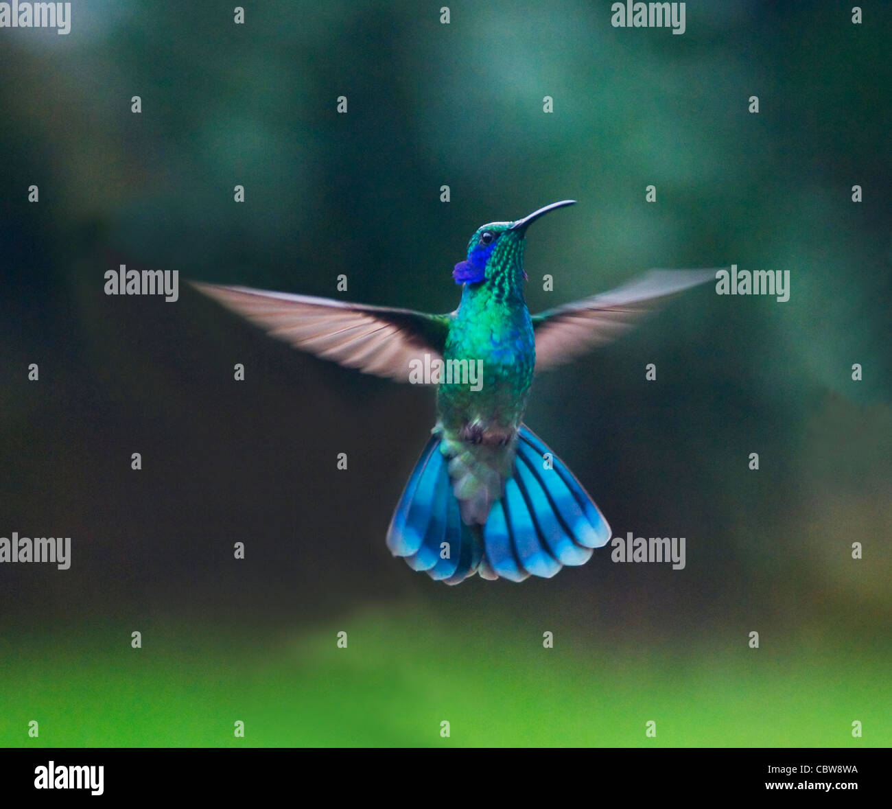 Grünes violett-Ohr (Colibri Thalassinus), Costa Rica Stockfoto