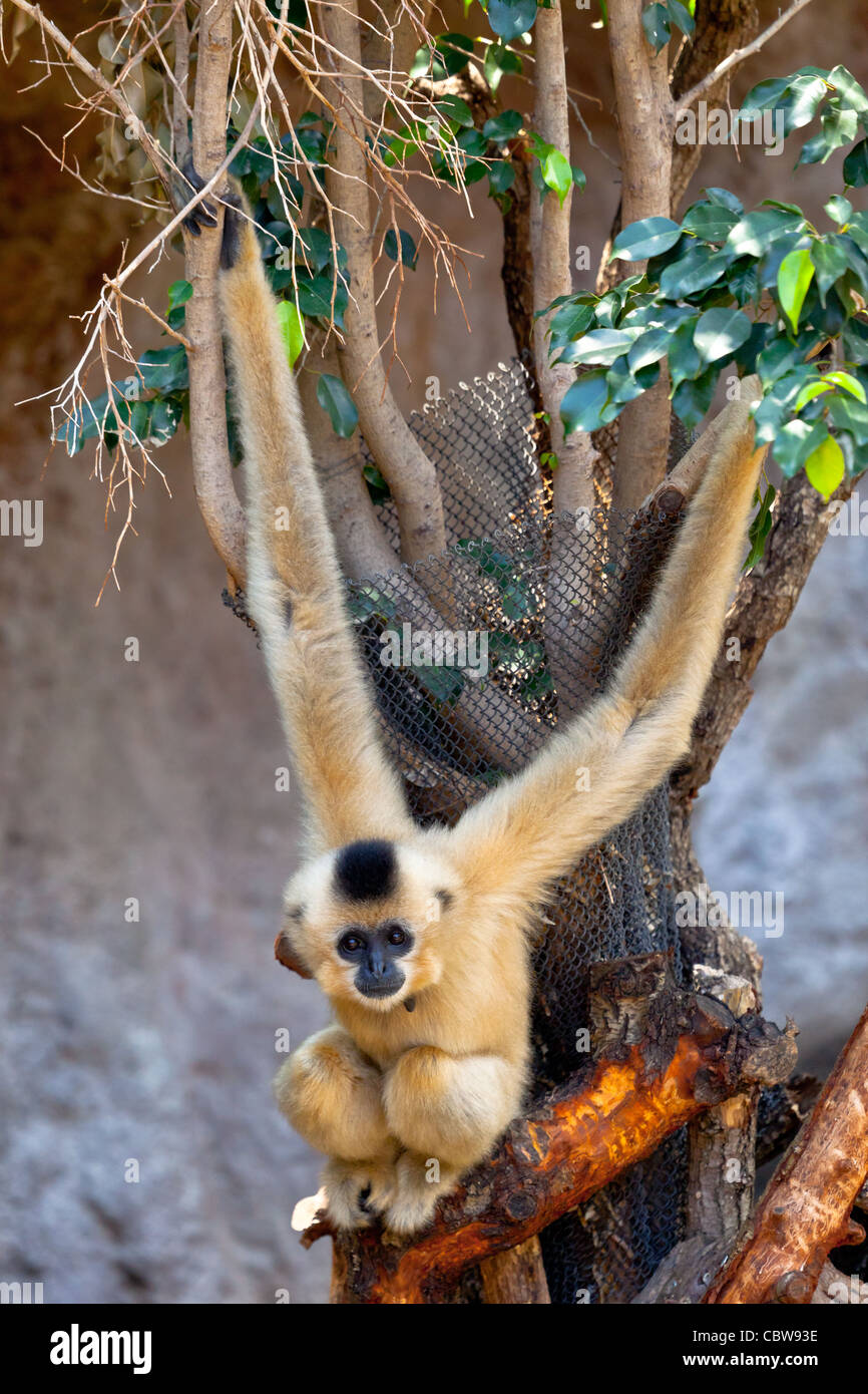 Kostbare Exemplar von Gibbon goldenen Wangen Stockfoto