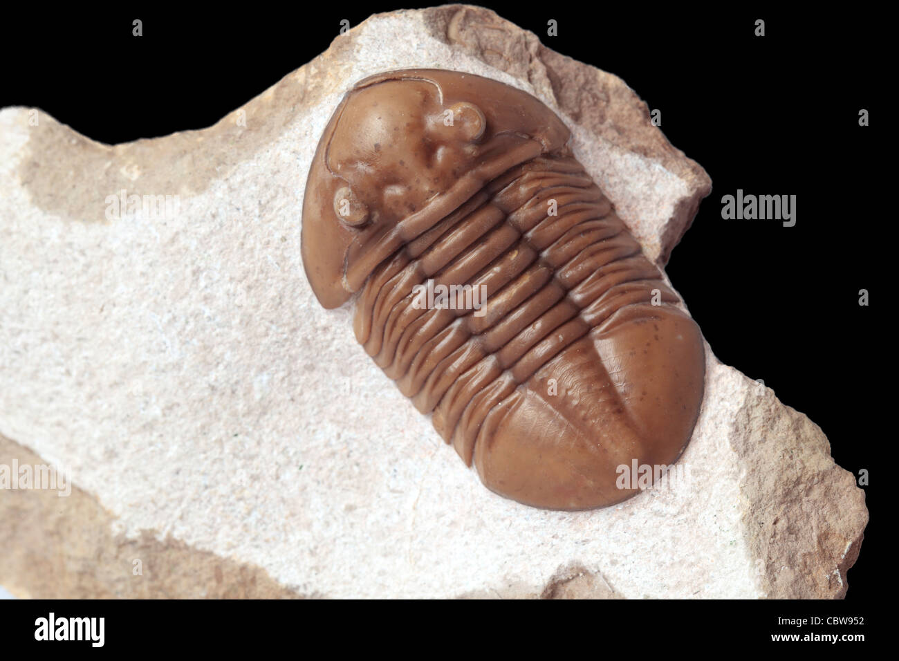 Trilobiten fossilen, Asaphus Lepidurus, 450 Millionen Jahren Stockfoto