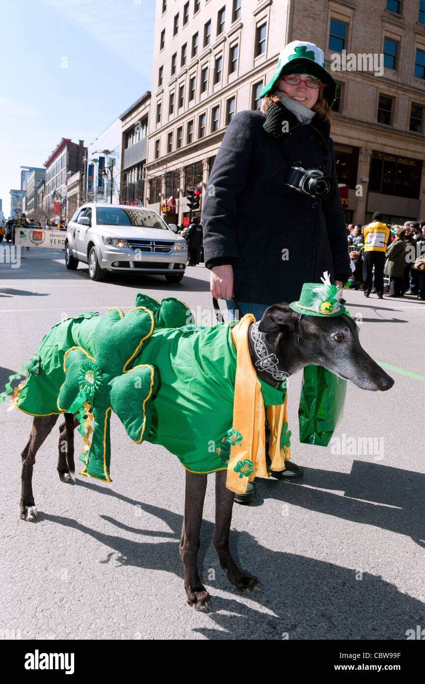 greyhound dressed up