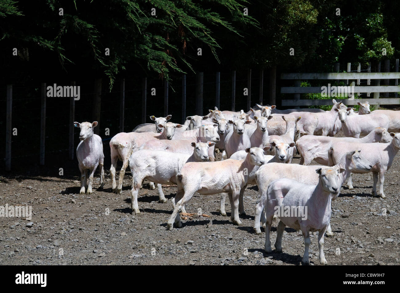 Frisch geschorene Schafe in einem Gehege in New Zealand Wharekauhau Lodge und Landgut ruhen. Stockfoto