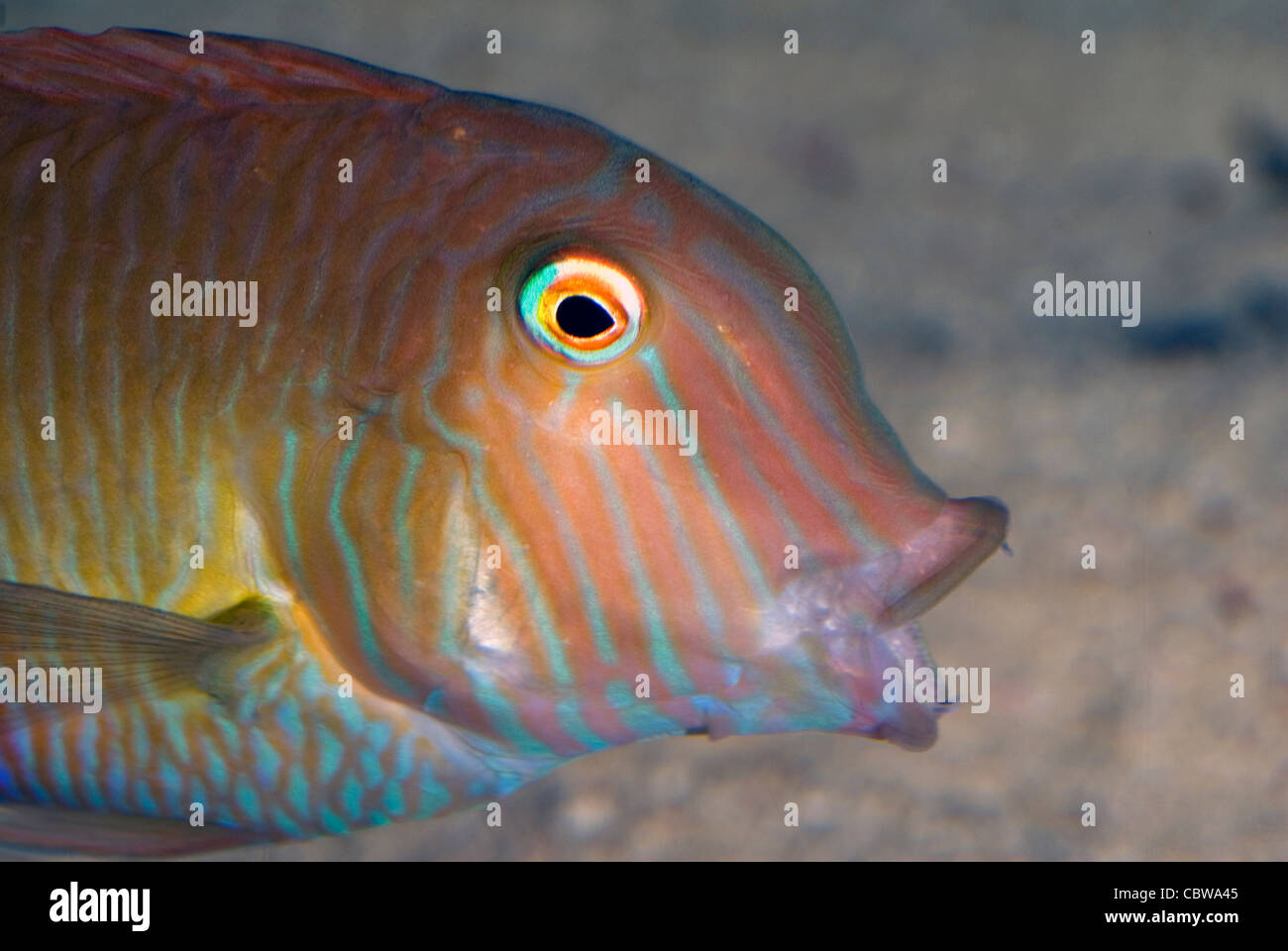 Hackmesser Lippfische oder Pearly Razorfish Xyrichtys Novacula, Labridae, Mittelmeer Stockfoto