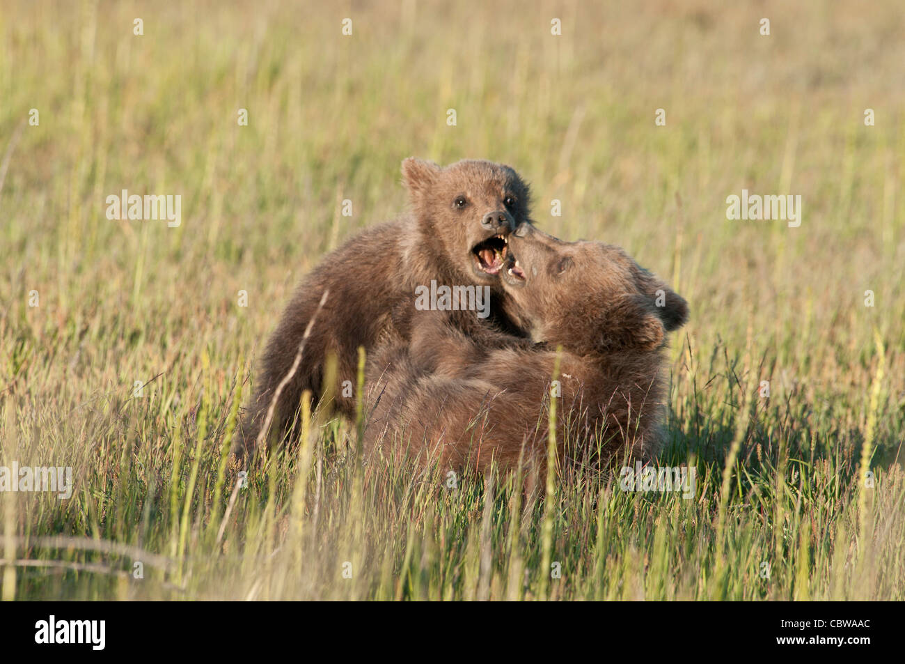 Stock Foto von zwei Alaskan Braunbär Jungen spielen. Stockfoto