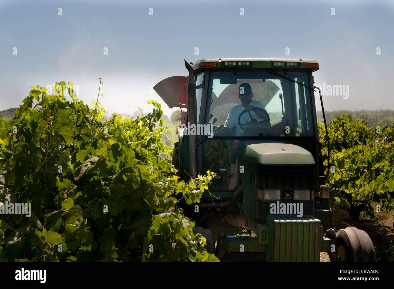 Bauer, die Anwendung von Pestiziden in Trauben Weinberg mit Traktor  Stockfotografie - Alamy
