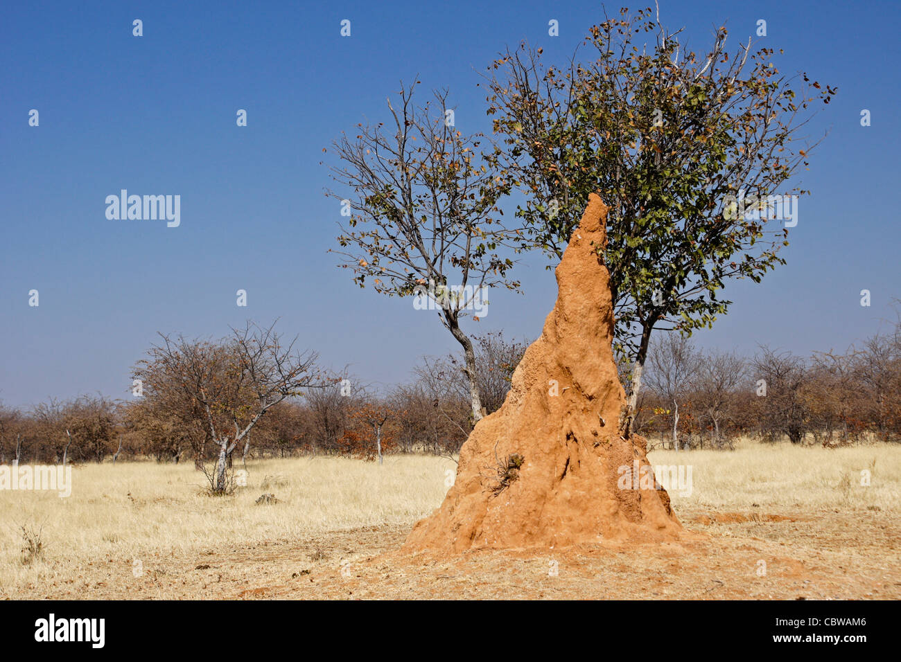 Termite Hügel in Namibia Stockfoto