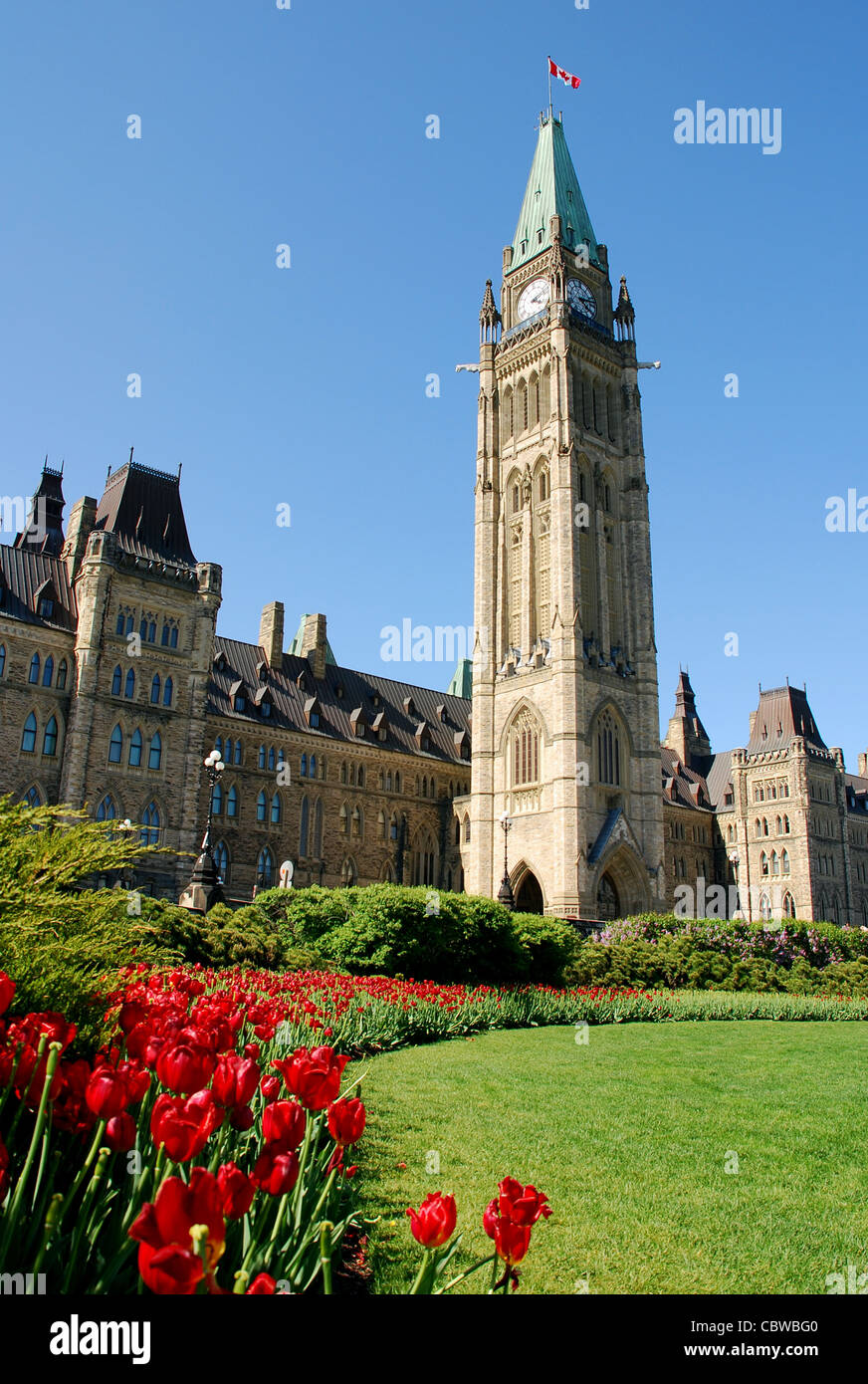 Rote Tulpen blühen während der Tulip Festival in Ottawa. Dies ist vor der Peace Tower auf dem Parlamentshügel aufgenommen. Stockfoto