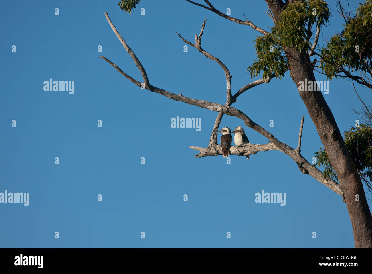 Zwei Kookaburras thront auf einem Ast in einem Eukalyptus-Baum Stockfoto