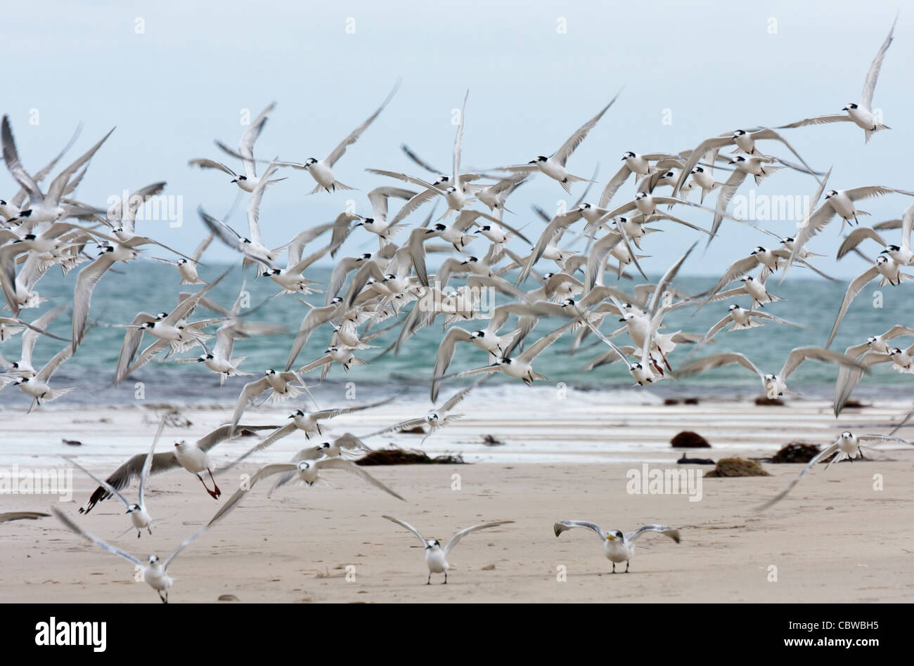 Eine gemischte Herde von Seeschwalben die Flucht vom Strand Stockfoto