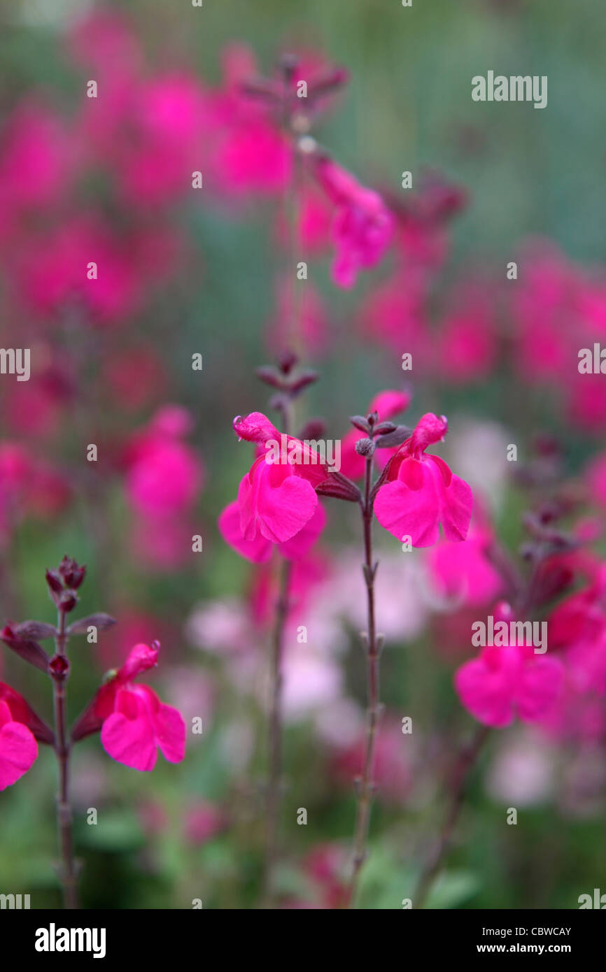 Salvia X jamensis "Himbeer Royale" Stockfoto