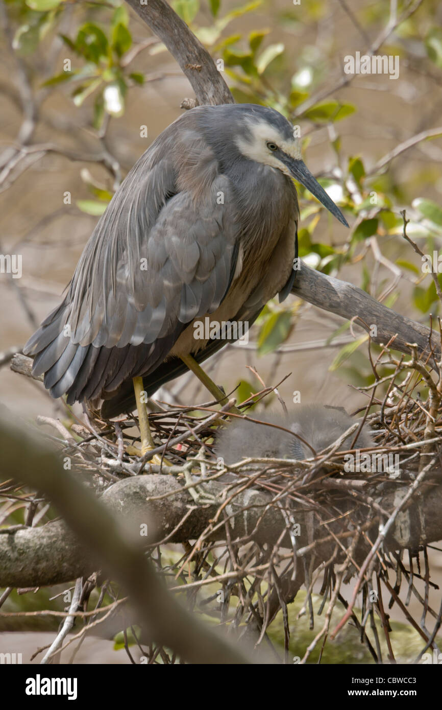 Weißen konfrontiert Heron in sein Nest in einem Mangroven-Baum, mit jungen Stockfoto