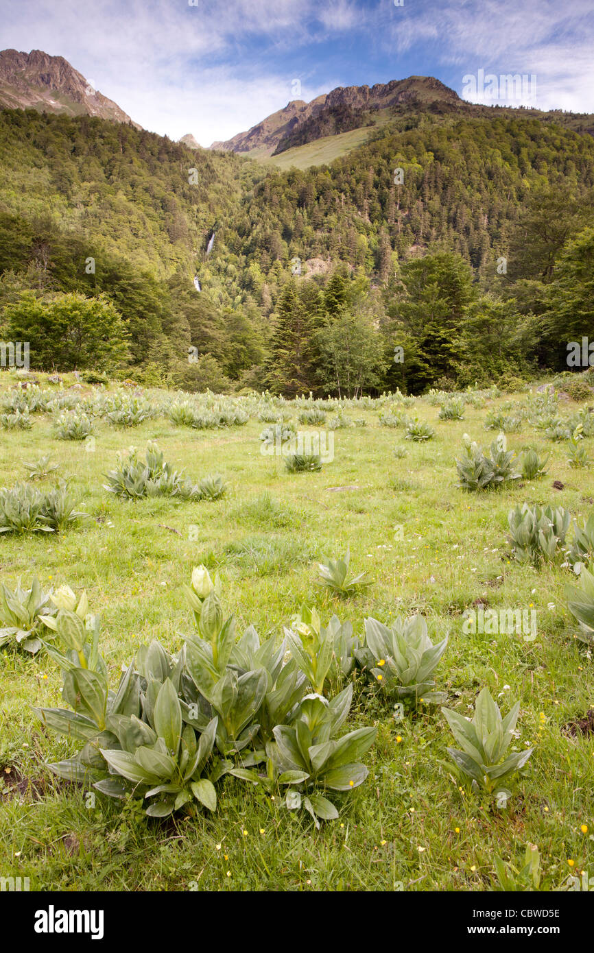 Artiga de Lin, Val d ' Aran, Lleida, Spanien Stockfoto