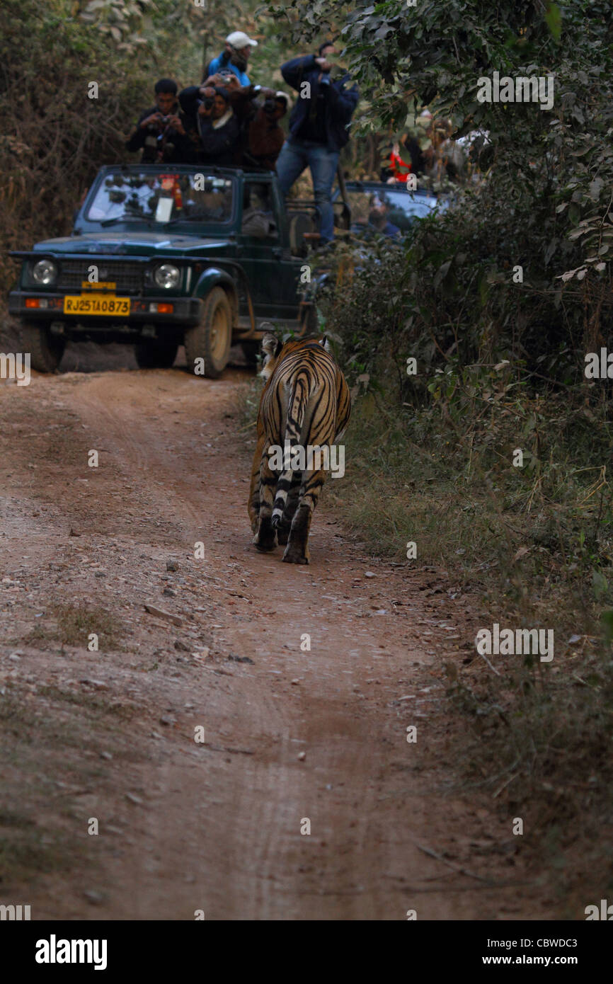 Tiger-Tourismus in Indien Stockfoto