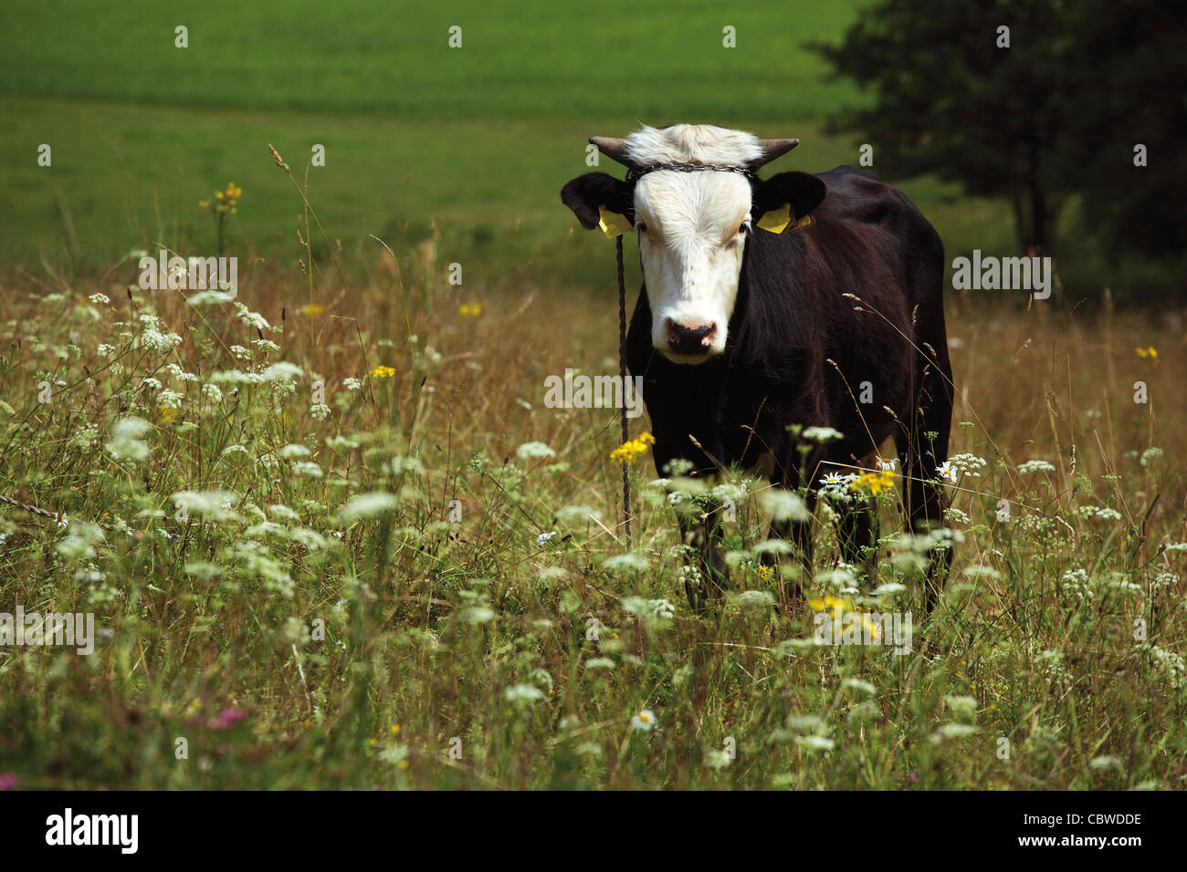 schwarze Kuh weideten auf Blumenwiese Stockfoto