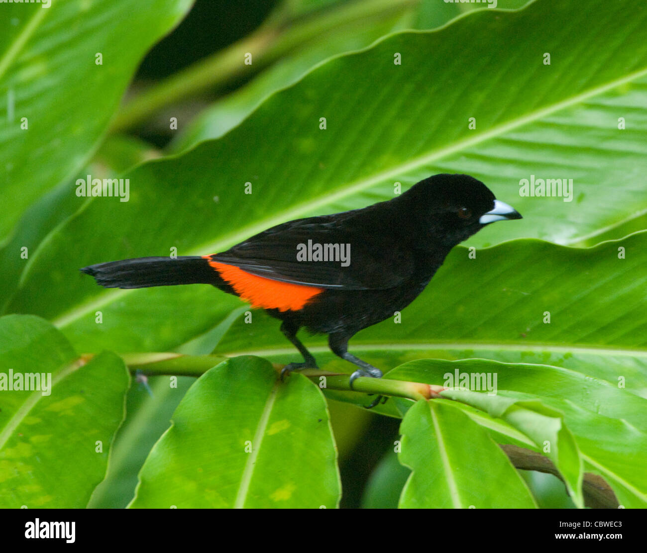 Scharlach-Psephotus Tanager (Ramphocelus Costaricensis), Männlich, Costa Rica Stockfoto