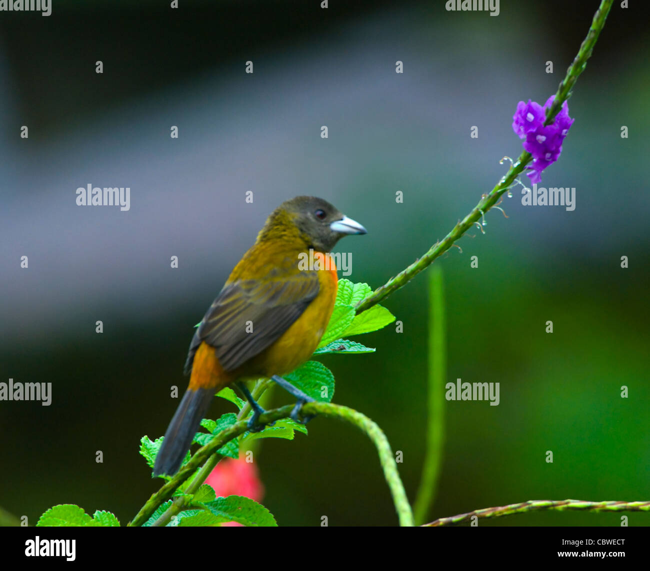 Scharlach-Psephotus Tanager (Ramphocelus Costaricensis), Weiblich, Costa Rica Stockfoto