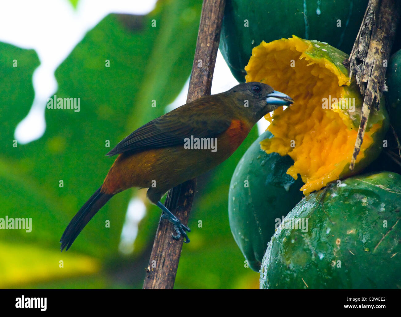 Scharlach-Psephotus Tanager (Ramphocelus Costaricensis), Weiblich, Costa Rica Stockfoto