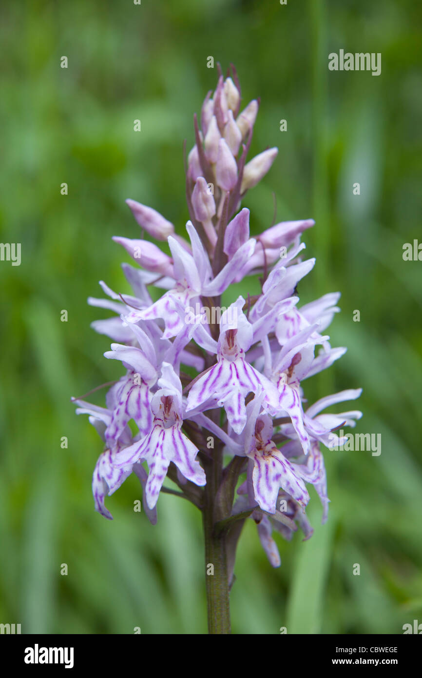 Gemeinsamen Spotted-Orchidee - Dactylorhiza Fuchsii-, Val d ' Aran, Lleida, Spanien Stockfoto