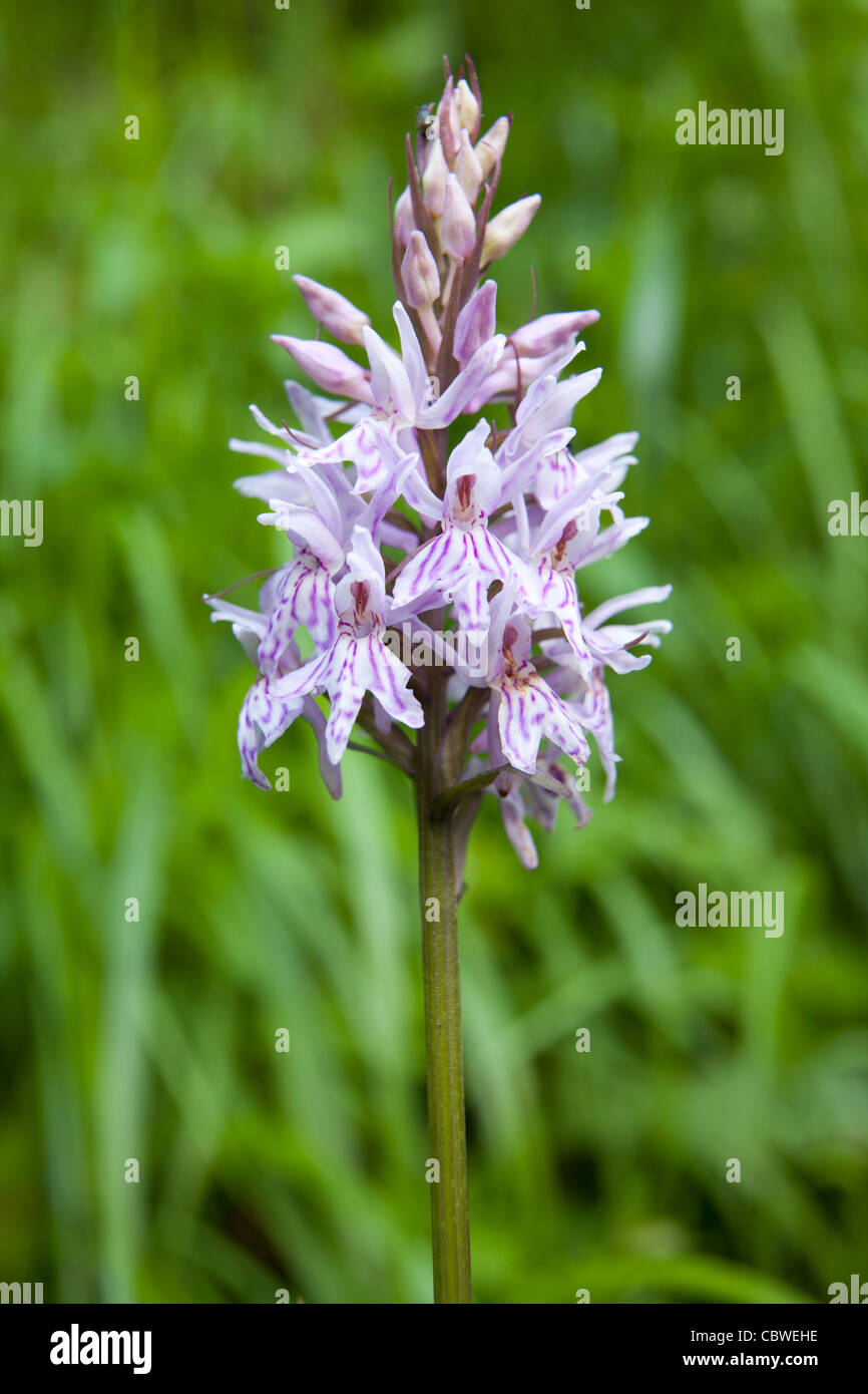 Gemeinsamen Spotted-Orchidee - Dactylorhiza Fuchsii-, Val d ' Aran, Lleida, Spanien Stockfoto