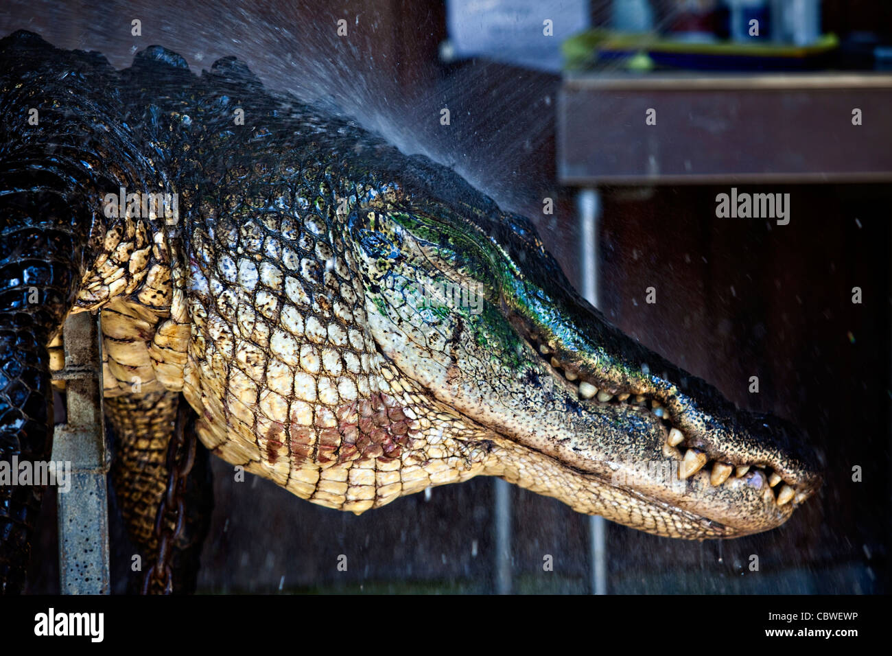 Arbeiter bei Cordrays Präparatoren in Ravenel, SC bereiten ein 12-Fuß-Alligator für Verarbeitung, nachdem es von einem Jäger während der Jagdsaison 3 Wochen langer Alligator 27. September 2009 gebracht wurde. Etwa 300 Alligatoren sind während der kurzen Saison aus einer geschätzten 150.000 Alligatoren in SC Wasser genommen. Stockfoto
