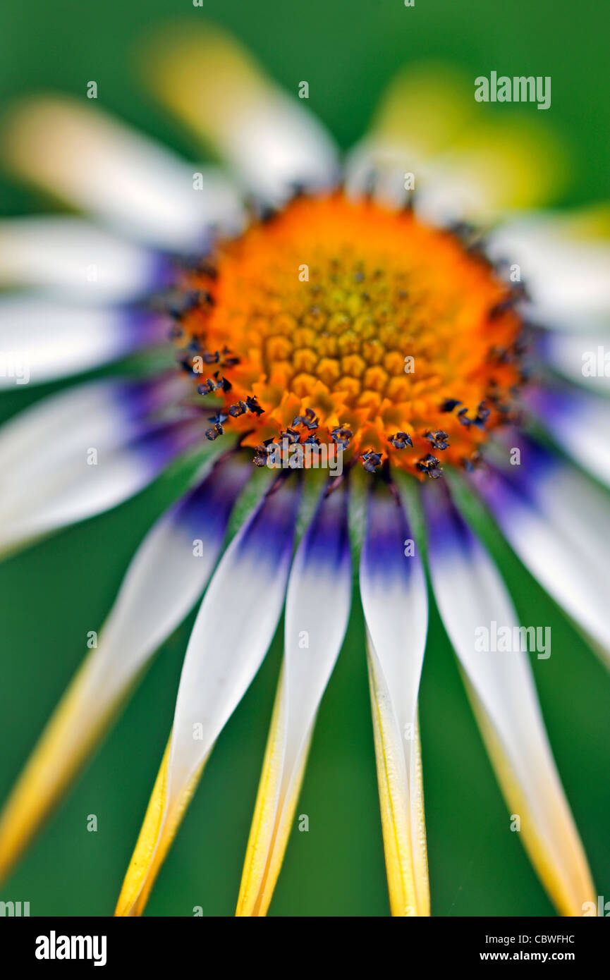 Schöne Sommerblume hautnah Stockfoto