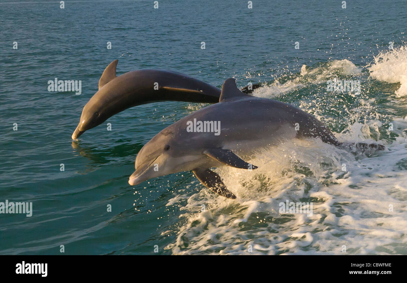 Tümmler springen schwimmen in den Gewässern vor Gasparilla Island Florida Stockfoto