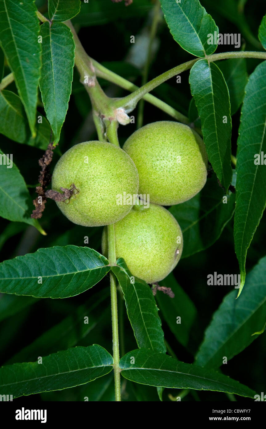 Texas Nussbaum, kleine Schwarze Walnuss (Juglans Microcarpa), Zweig mit Früchten. Stockfoto