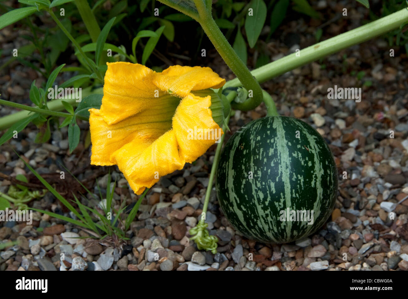 Buffalo-Kürbis (Cucurbita Foetidissima), Ranke mit Blüte und Frucht. Stockfoto