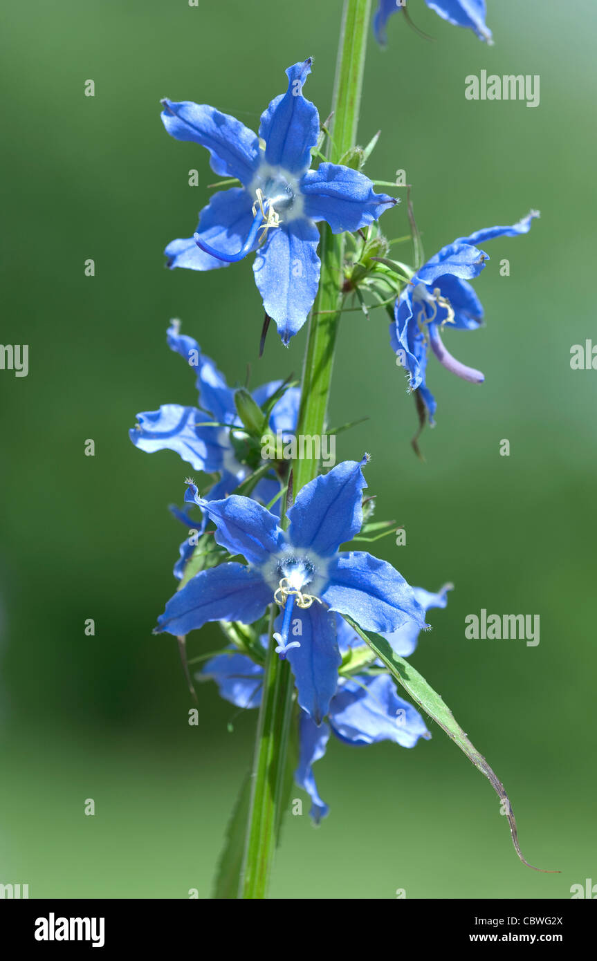 Amerikanische Glockenblume (Campanula Americana, Campanulastrum Americanum), Blumen. Stockfoto