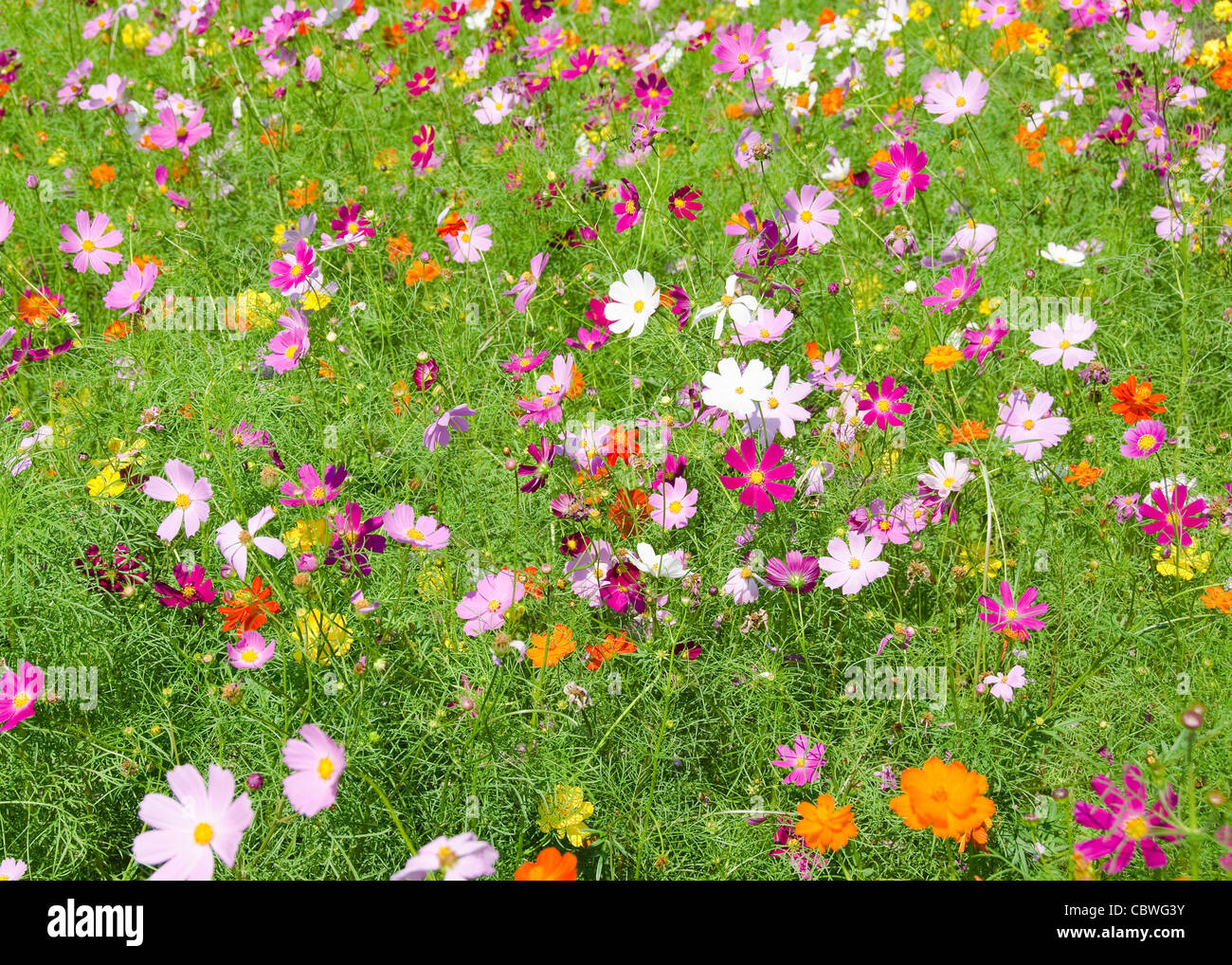 Ein Feld von cosmos Blumen, Cosmos Bipinnatus, in Japan Stockfoto