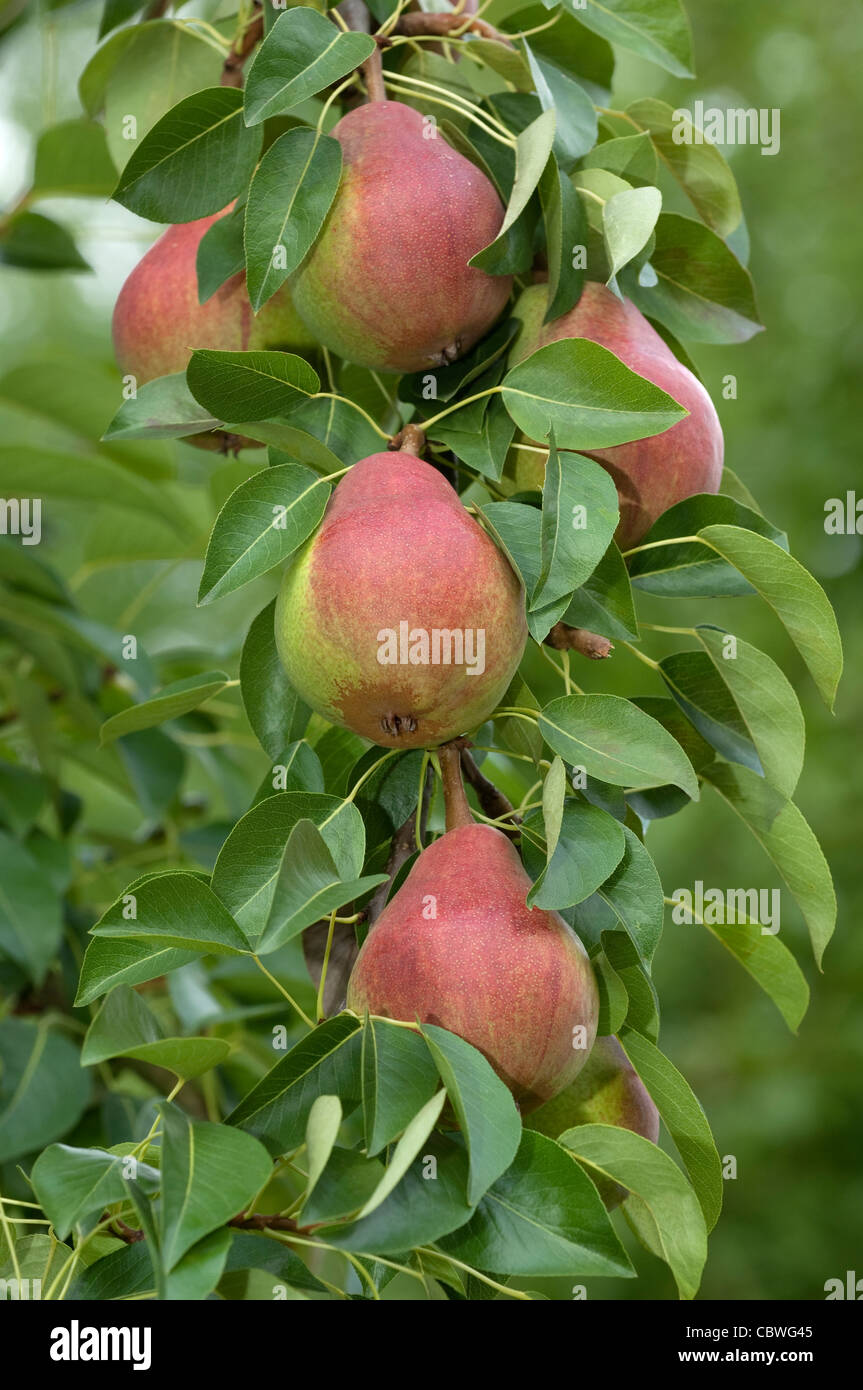 Gemeinsamen Birne, Europäische Birne (Pyrus Communis), Sorte: Clapps Liebling, reife Frucht auf einem Baum. Stockfoto
