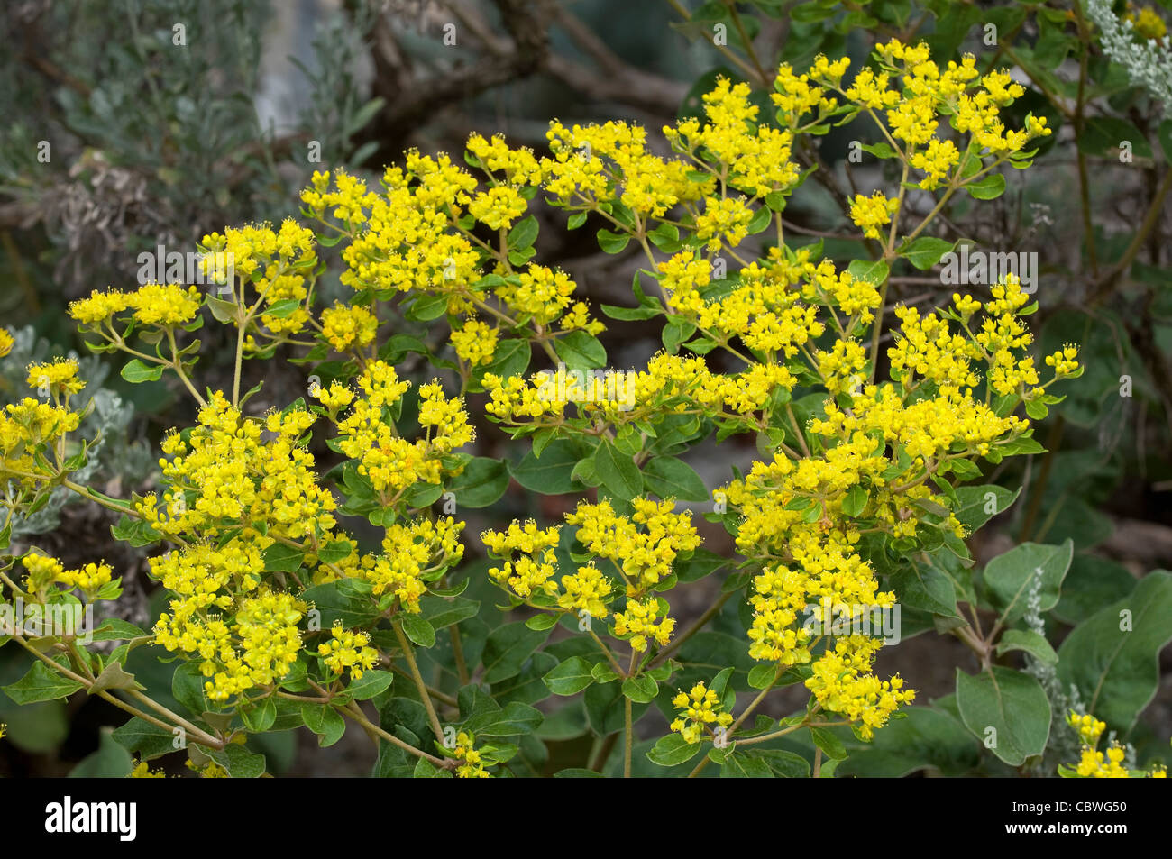 Schiefer kargen Buchweizen, gelbe Buchweizen (Eriogonum Allenii), blühende Pflanze. Stockfoto