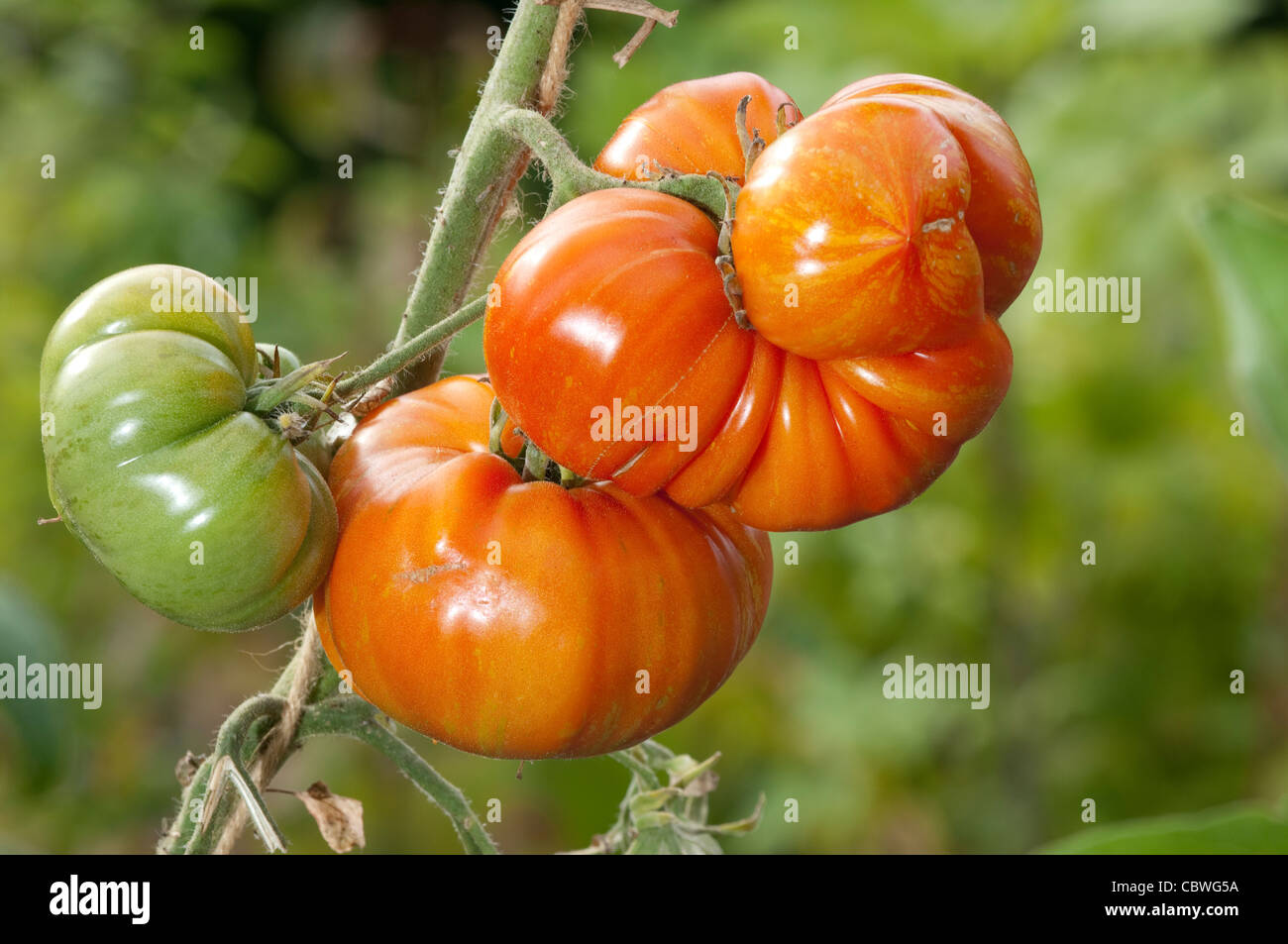 Heirloom Tomaten (Solanum Lycopersicum), Sorte: Feuerwerk. Reife und unreife Früchte an einer Pflanze. Stockfoto