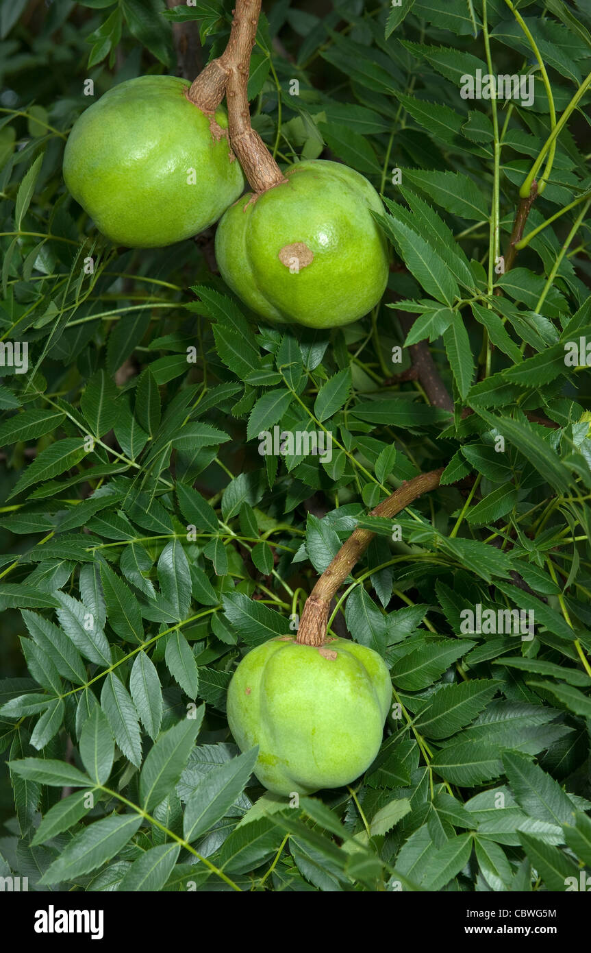 Yellowhorn (Xanthoceras Sorbifolium), Obst auf einem Busch. Stockfoto