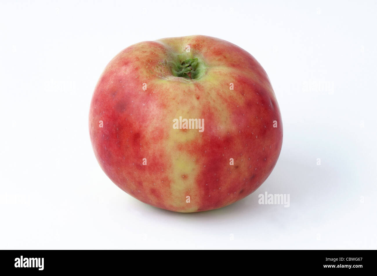 Heimischen Apfel (Malus Domestica), Sorte: Gravenstein, reife Frucht. Studio Bild vor einem weißen Hintergrund. Stockfoto
