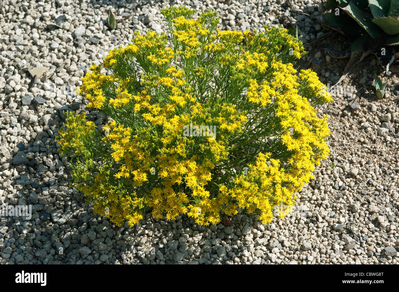 Ginster, Snakeweed, mehrjährige Matchweed, Europäische Birne (Gutierrezia Sarothrae), blühende Pflanze. Stockfoto