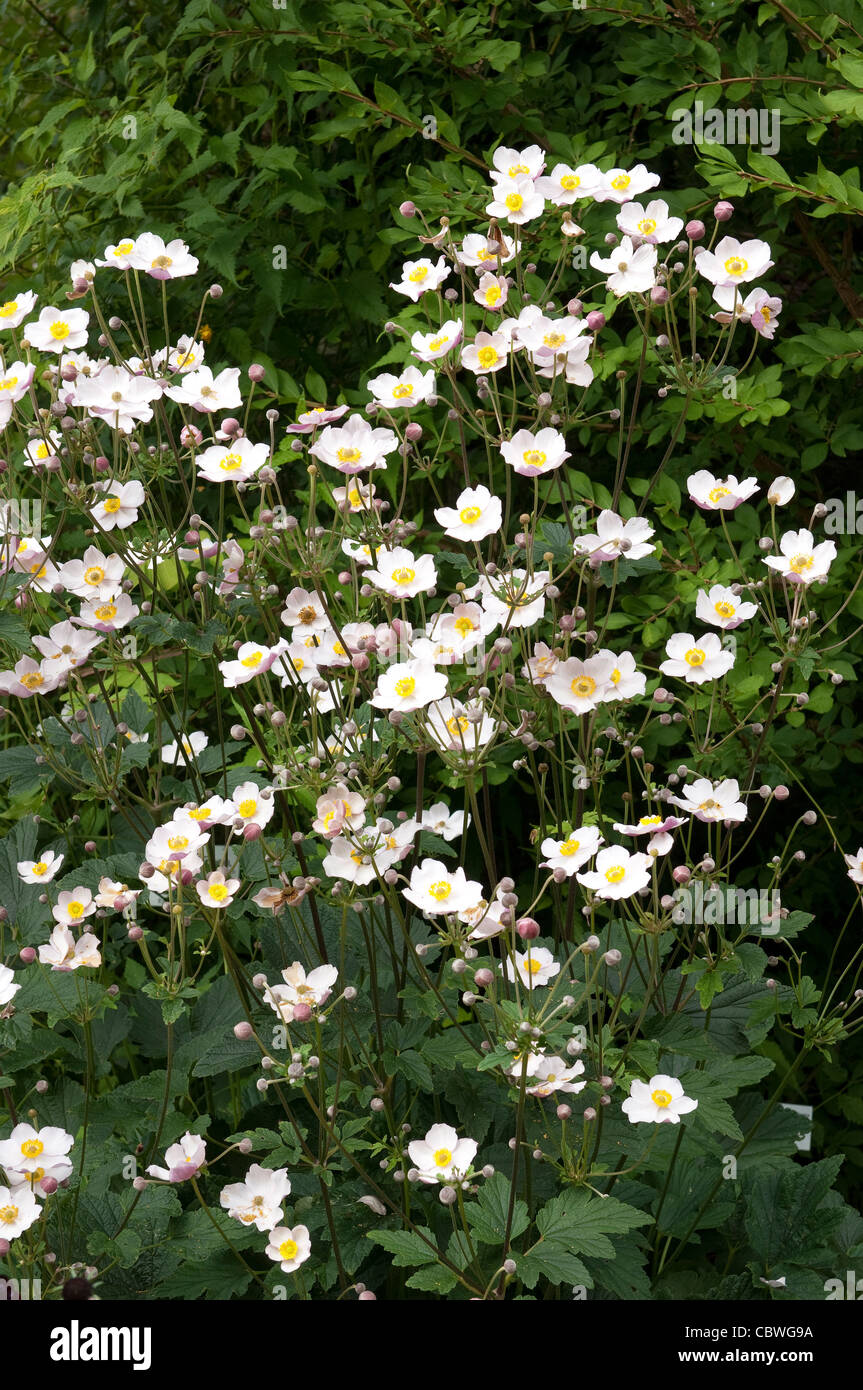 Japanische Anemone (Anemone Hupehensis Japonica), blühende Pflanzen. Stockfoto