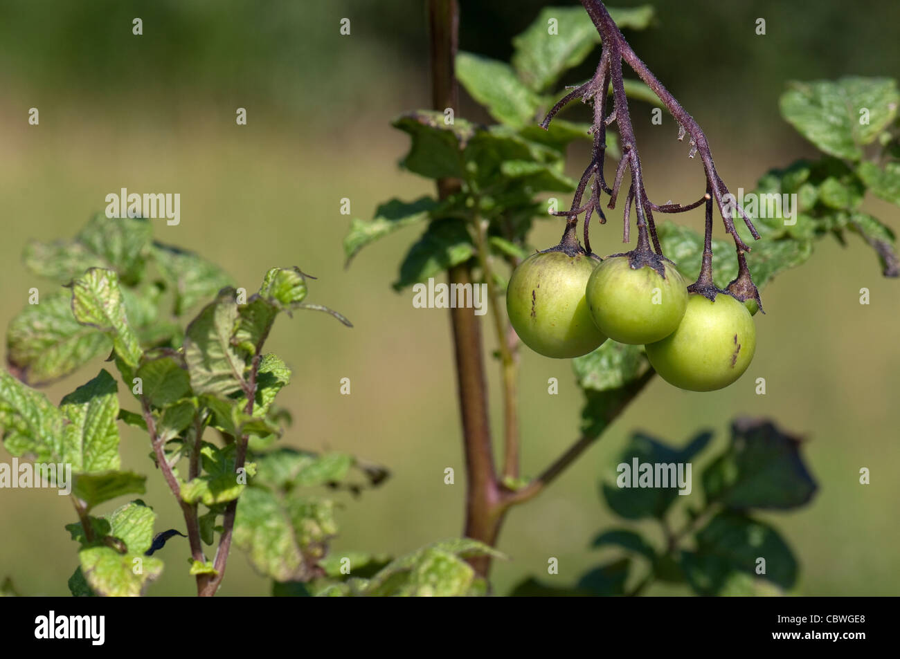 Kartoffel (Solanum Tuberosum). Früchte an einer Pflanze. Stockfoto