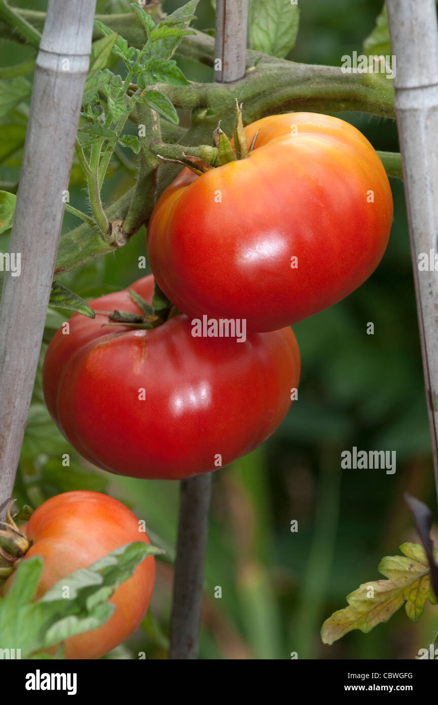 Tomate (Solanum Lycopersicum), Sorte: Paprikafoermige. Reife Früchte an einer Pflanze. Stockfoto