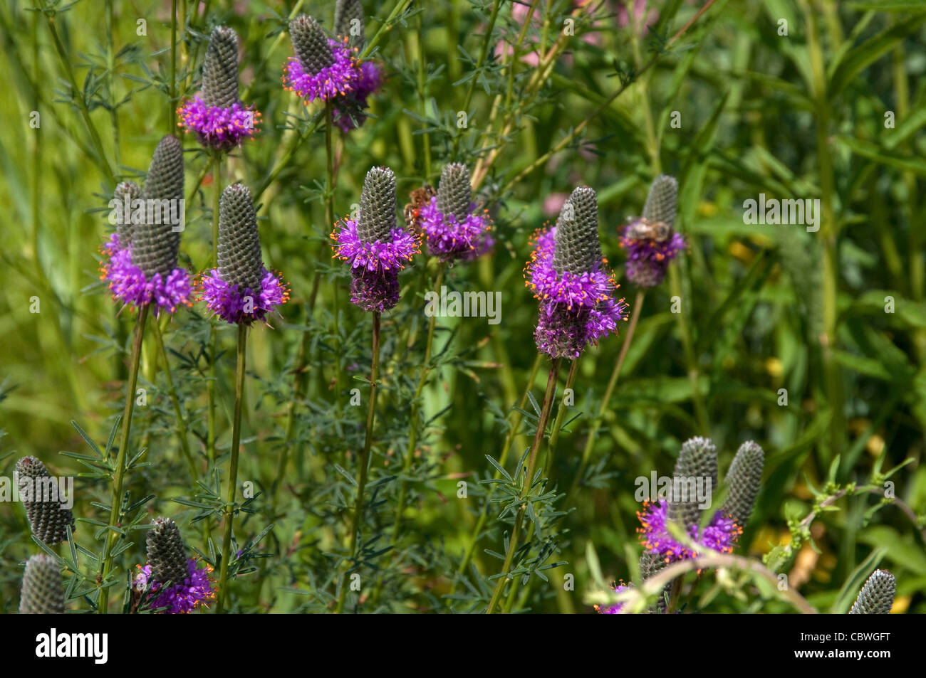 Lila Prairie Clower (Dalea Purpurea), blühende Pflanze. Stockfoto