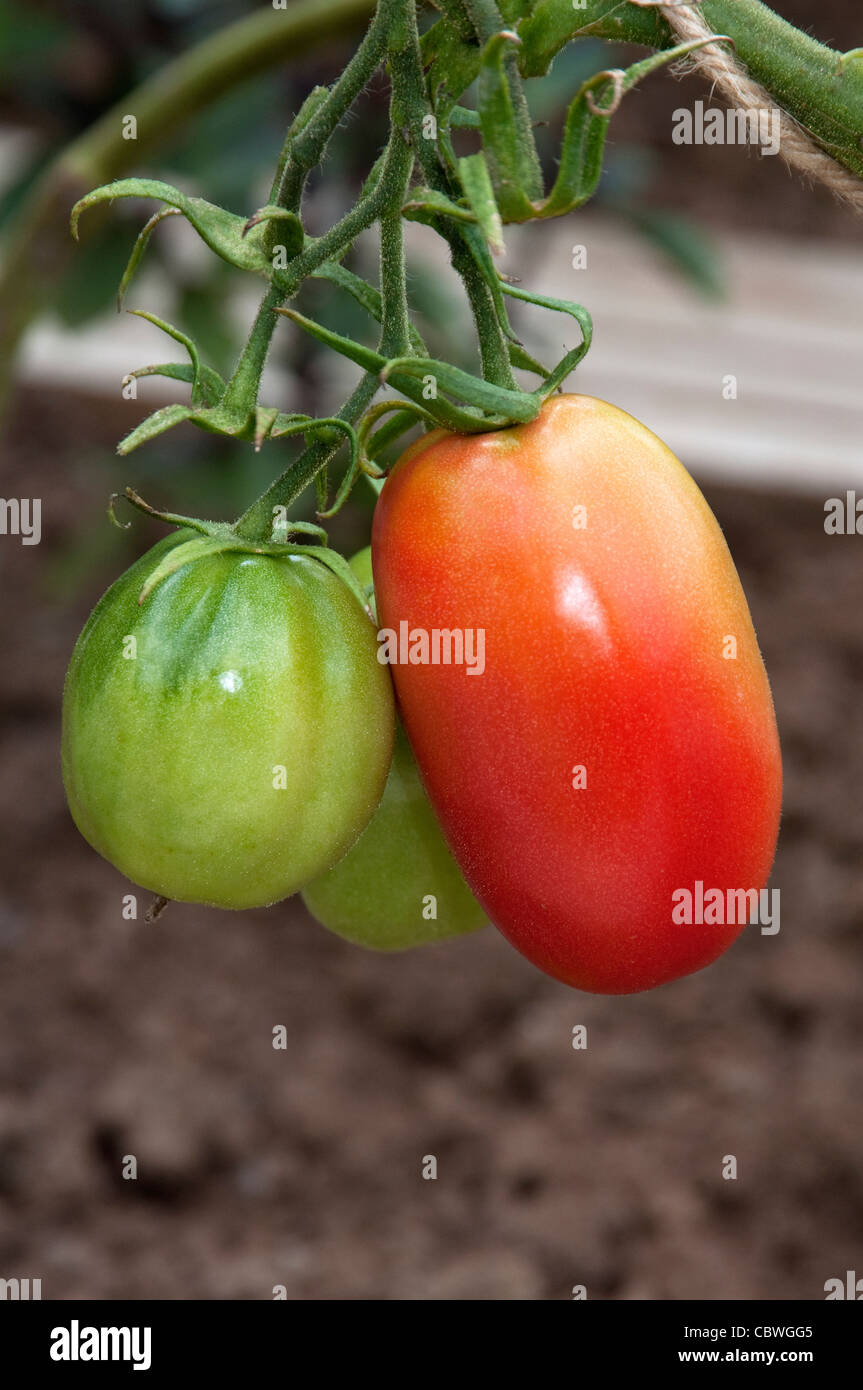 Tomate (Solanum Lycopersicum), Sorte: Rote Zora. Reife und unreife Früchte an einer Pflanze. Stockfoto