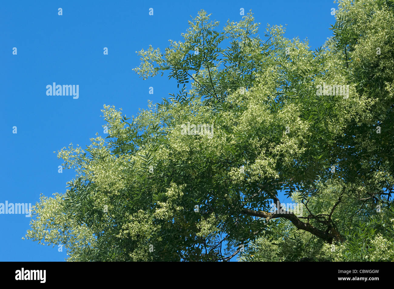 Pagode-Baum (Styphnolobium Japonicum, Sophora Japonica), blühender Zweig. Stockfoto