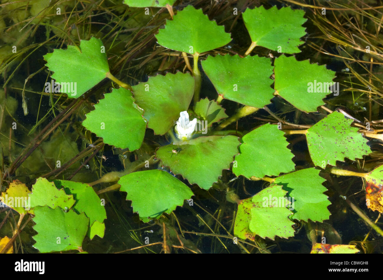 Wasserkastanien, Wasser Caltrop (Trapa Bicornis). Schwimmende Rosette mit Blume. Stockfoto