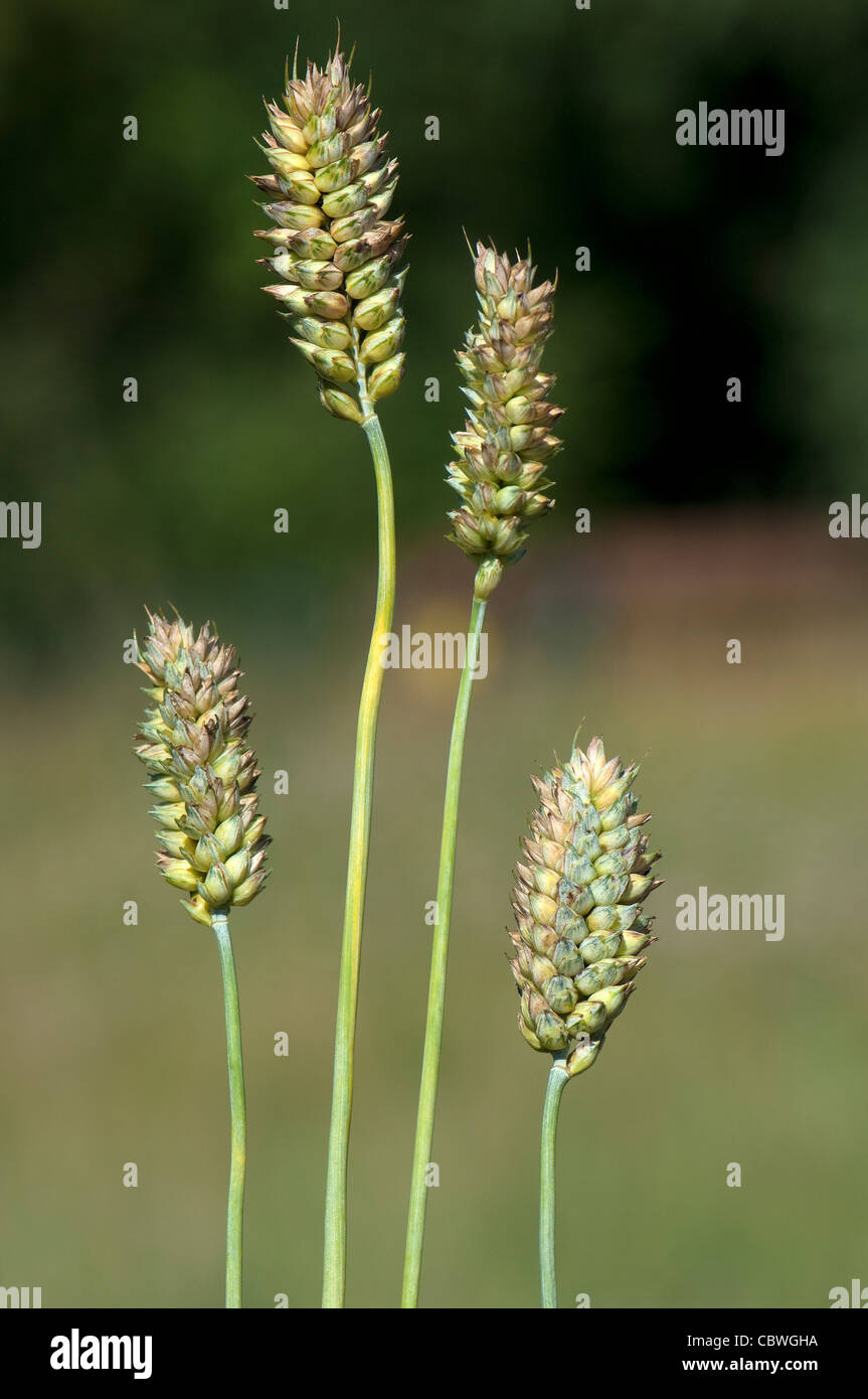 Weichweizen, Brotweizen (Triticum Aestivum), unreife Ohren. Stockfoto