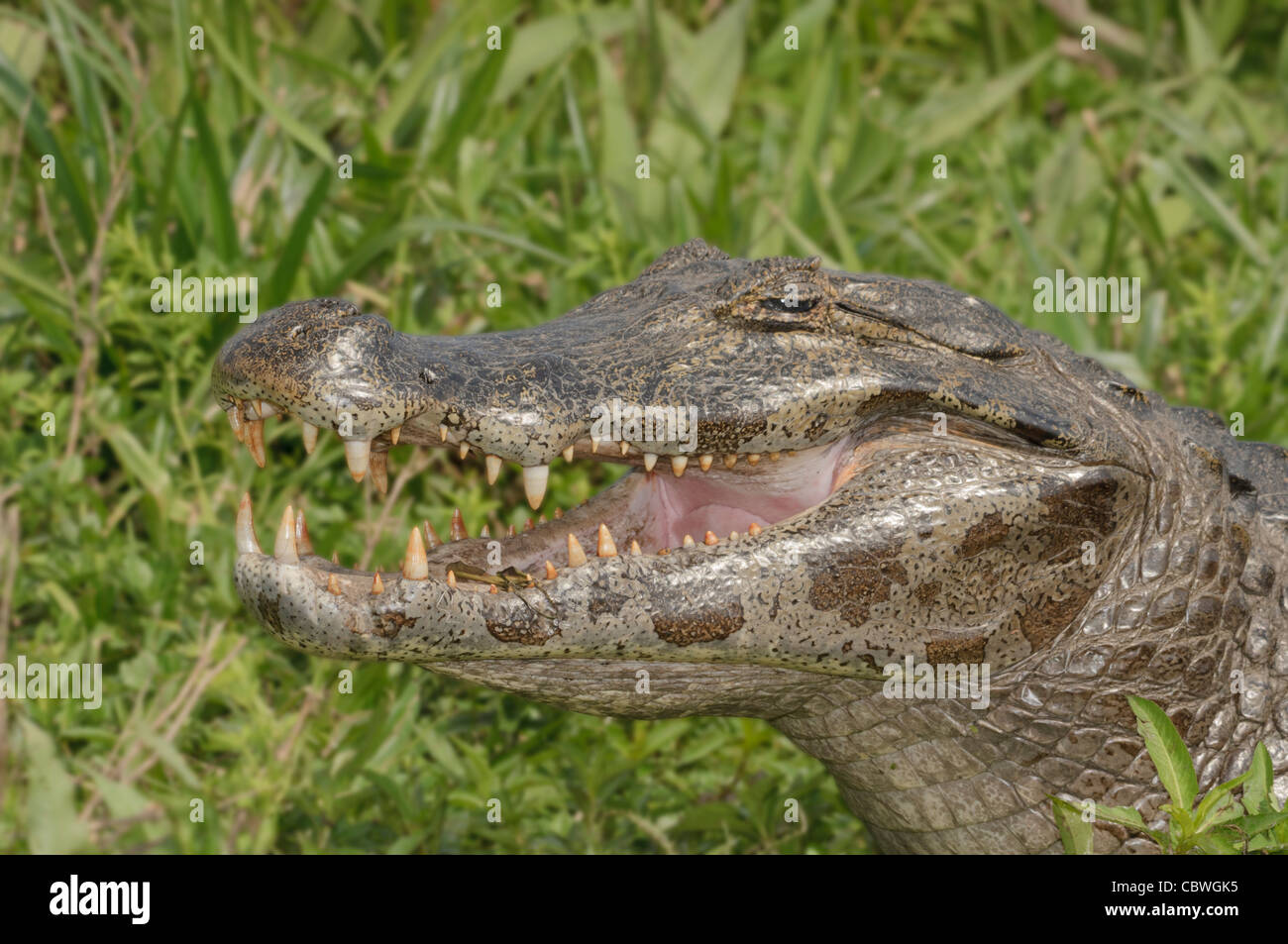 Enger Foto von einem breiten snouted Kaiman (Caiman Latirostris) Kamera: Nikon D300s Stockfoto